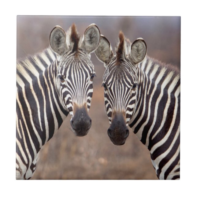 Plain Zebras, Kruger National Park Tile (Front)