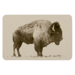 Plains Bison Magnet