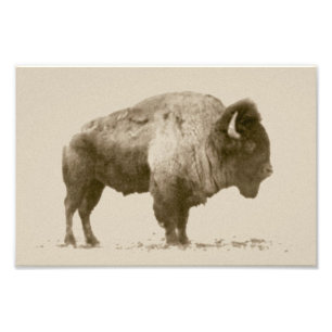 Plains Bison Photo Print