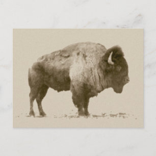 Plains Bison Postcard