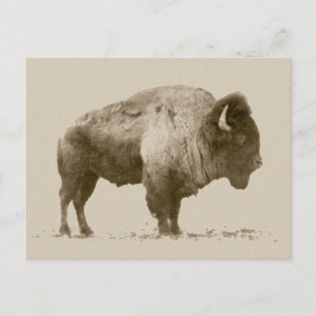 Plains Bison Postcard (Front)