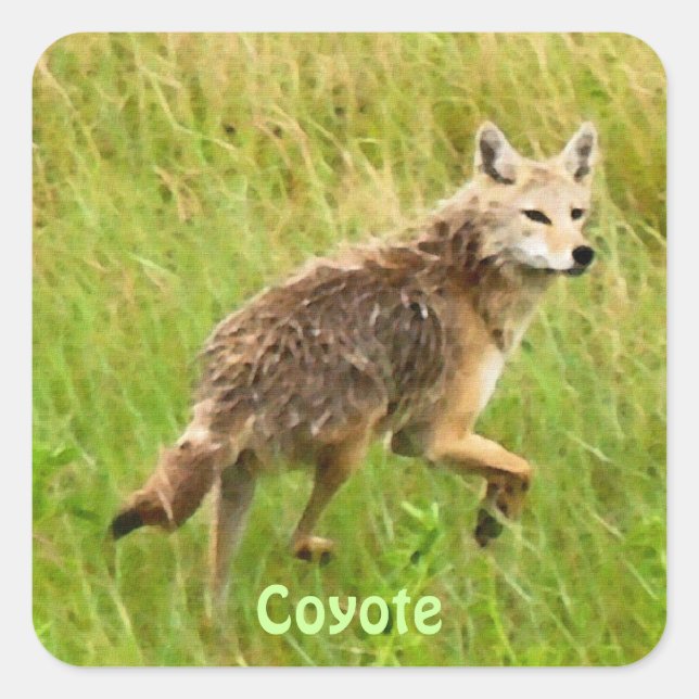 Plains Coyote Wildlife Animal Art Square Sticker (Front)