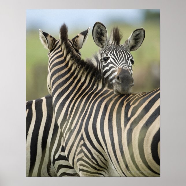 Plains Zebra (Equus quagga) pair, Haga Game Poster (Front)