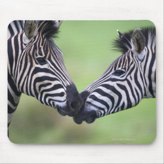 Plains zebra (Equus quagga) pair interacting Mouse Pad