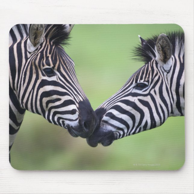 Plains zebra (Equus quagga) pair interacting Mouse Pad (Front)