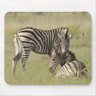 Plains Zebra (Equus quagga) pair resting on Mouse Pad