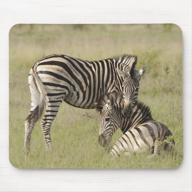 Plains Zebra (Equus quagga) pair resting on Mouse Pad (Front)
