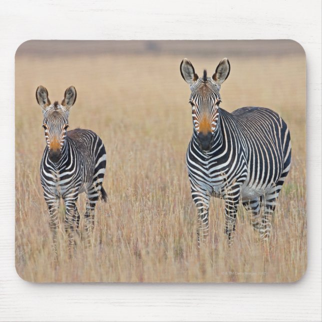 Plains zebra (Equus quagga) with foal Mouse Pad (Front)