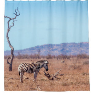 Plains zebra in Kruger National park, South Africa