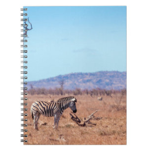 Plains zebra in Kruger National park, South Africa Notebook