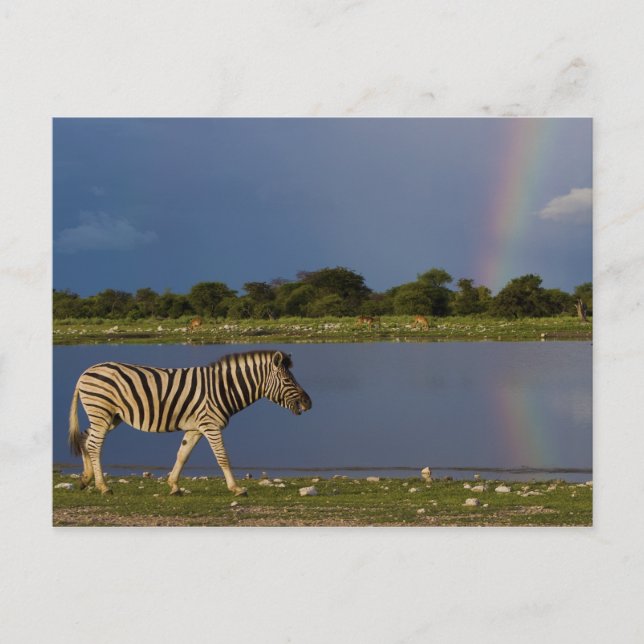 Plains Zebra Walking in Front of a Rainbow Postcard (Front)