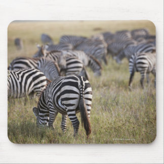 Plains Zebras on migration, Equus quagga, Mouse Pad