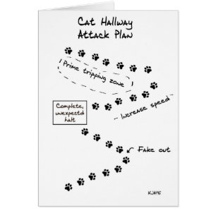 Plan d'attaque de couloir de chat