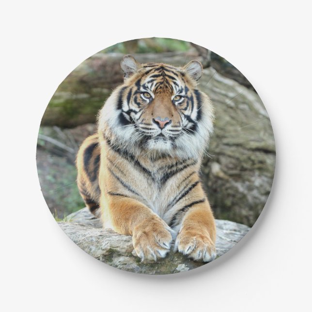 Plan Papier. Photo tiger 04. Assiette en Papier. (Devant)