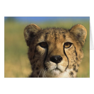 Plan rapproché de guépard