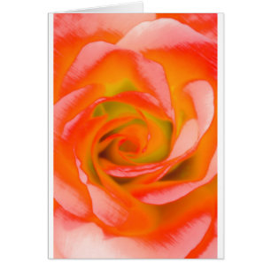 Plan rapproché rose d'orange