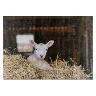 Planche À Découper Animaux de bébés cutest Agneau nouveau-né