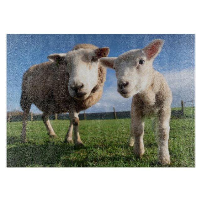 Planche À Découper Animaux de bébés cutest | Agneau nouveau-né & mama (Devant)