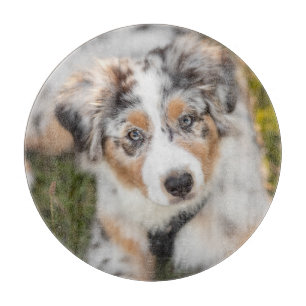 Planche À Découper Animaux de bébés cutest   Australian Shepherd Pupp