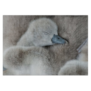 Planche À Découper Animaux de bébés cutest Bébé Mute Swan