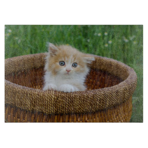 Planche À Découper Animaux de bébés cutest Blue Eyed Kitten