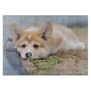Planche À Découper Animaux de bébés cutest   Corgi Laying in the Yard