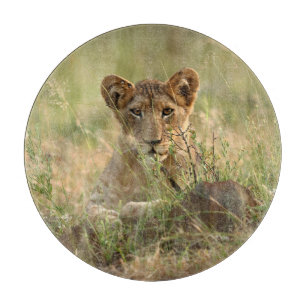 Planche À Découper Animaux de bébés cutest   Cute Baby Lion Cub