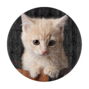 Planche À Découper Animaux de bébés cutest Ginger Kitten