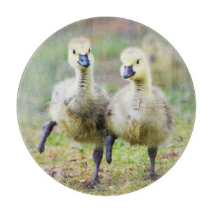 Planche À Découper Animaux de bébés cutest Goélands d'oies canadien