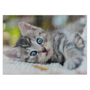 Planche À Découper Animaux de bébés cutest   Kitten aux yeux bleus