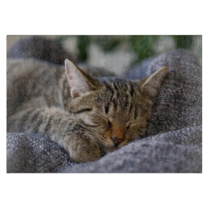 Planche À Découper Animaux de bébés cutest   Tabby Kitten Sommeil