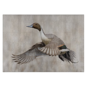 Planche À Découper Canard pilet mâle en vol