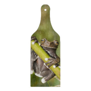 Planche À Découper Captive Tapichalaca Grenouille Hyloscirtus