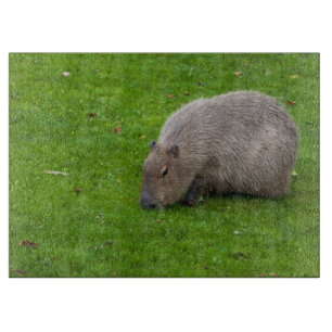 Planche À Découper Capybara Animal Incroyable