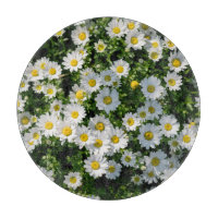 Champ de marguerite du printemps : Arrière - plan