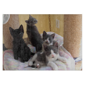Planche À Découper Cute Kittens Coupe