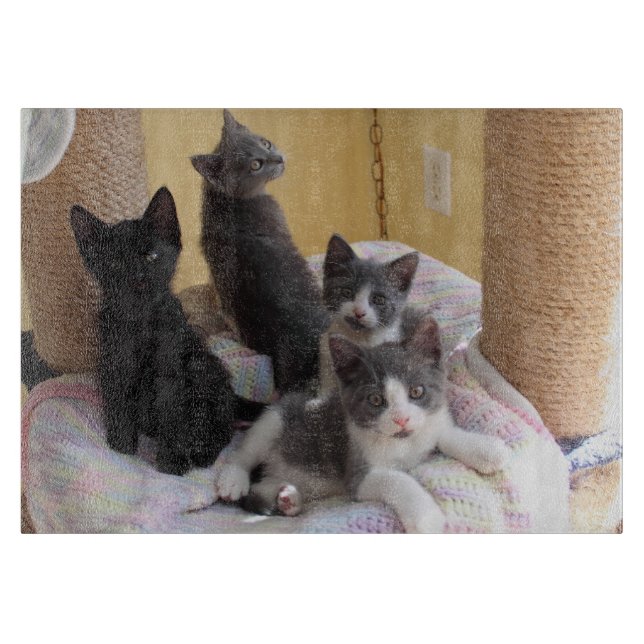 Planche À Découper Cute Kittens Coupe (Devant)