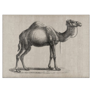 Planche À Découper Dromedary Sketch