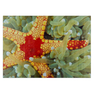 Planche À Découper Étoile de mer rouge et jaune