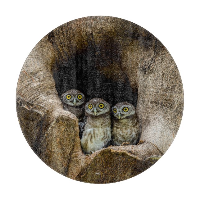 Planche À Découper Forests | Three Owls Looking (Devant)