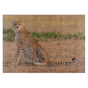 Planche À Découper Guépard se reposant tôt le matin