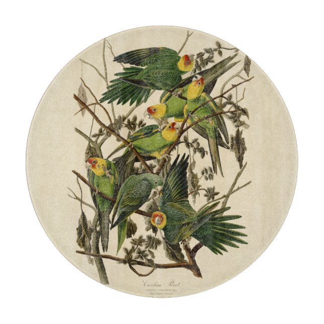 Planche À Découper Illustration Audubon Carolina Parrot Bird (Devant)