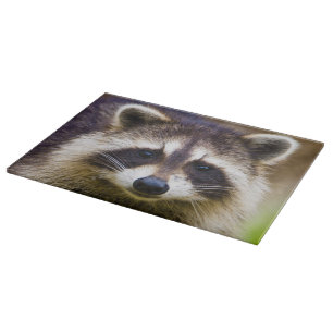 Planche À Découper Le raton laveur, Procyon lotor