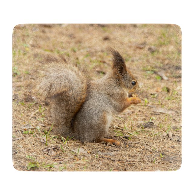 Planche À Découper L'écureuil mignon mange une photo de noix (Devant)
