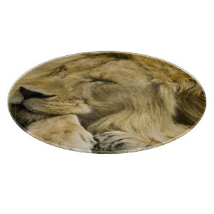 Planche À Découper Lion d'Afrique, Panthera leo, couché endormi