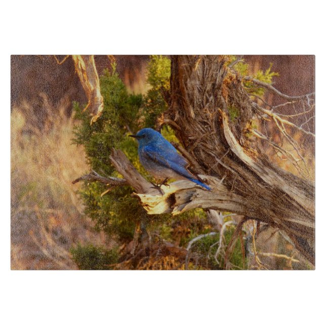 Planche À Découper Mountain Bluebird at Arches National Park (Devant)