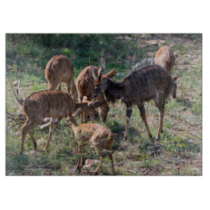 Planche À Découper Nyala dans les prairies – Moment de faune