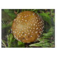 Panther Casquette de champignon de verre