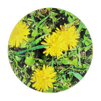 Photo Mountain Dandelions. Commandez dès maintenan