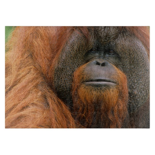 Planche À Découper Portrait of Orang-utang Male, Georgia, USA (Devant)